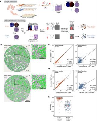 Training immunophenotyping deep learning models with the same-section ground truth cell label derivation method improves virtual staining accuracy